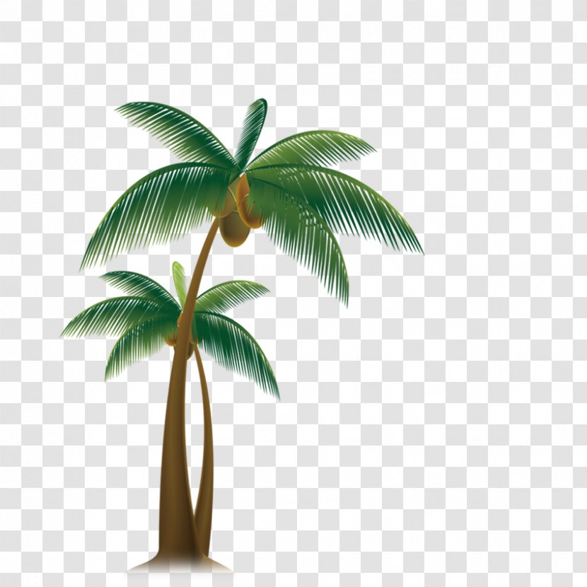 Arecaceae Tree Coconut - Palm - Tropical Trees Transparent PNG