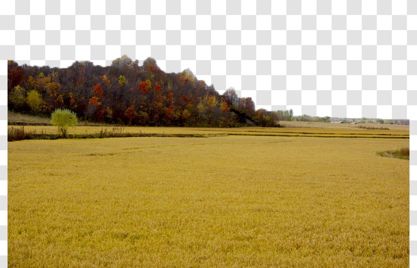 Paddy Field Oryza Sativa Yellow - Harvested Rice Fields Transparent PNG