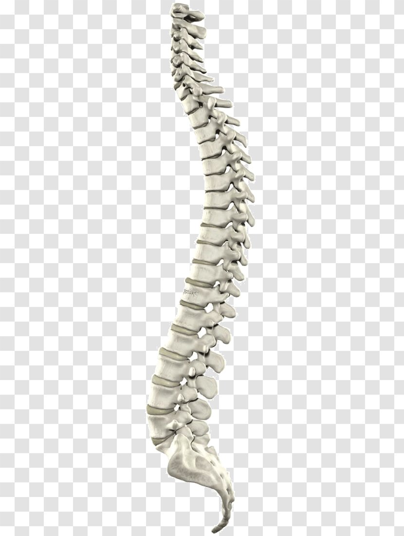 Myelography Spinal Cord Vertebral Column Canal Computed Tomography - Central Nervous System Transparent PNG