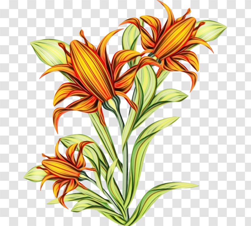 Floral Design Cut Flowers Alstroemeriaceae Jersey Lily Plant Stem Transparent PNG