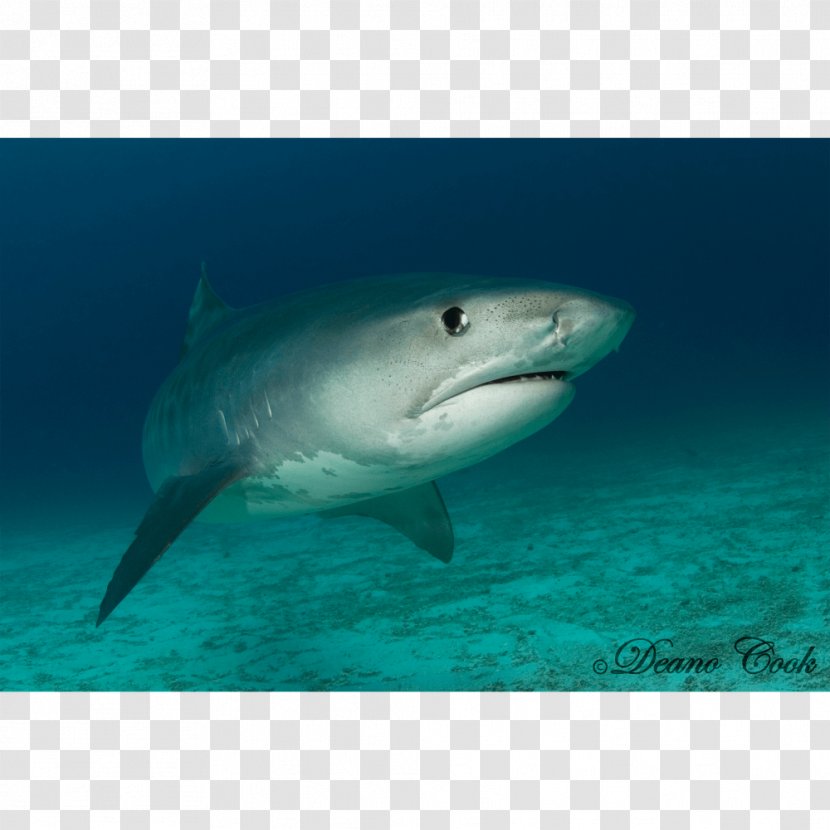 Tiger Shark Great White Requiem Sharks - Canvas Transparent PNG