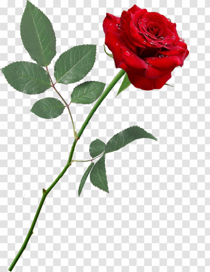 Garden Roses Floribunda Centifolia Desktop Wallpaper - China Rose - Red Transparent PNG