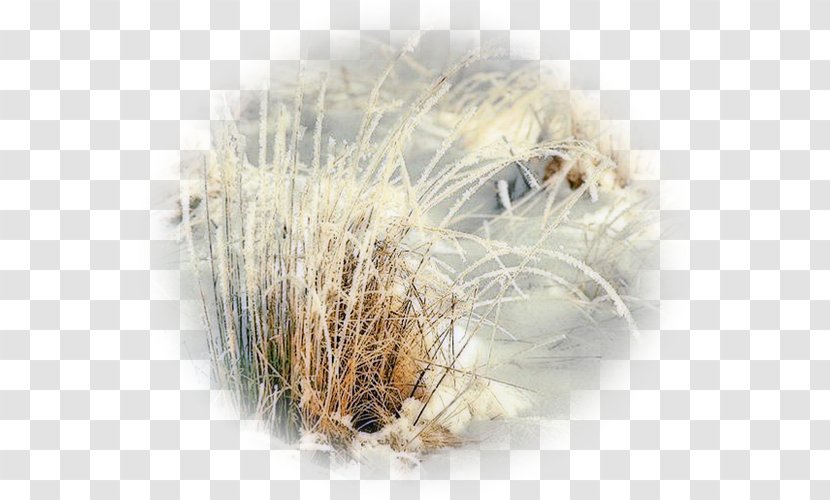 Snow Winter Blog - Dissolve Transparent PNG