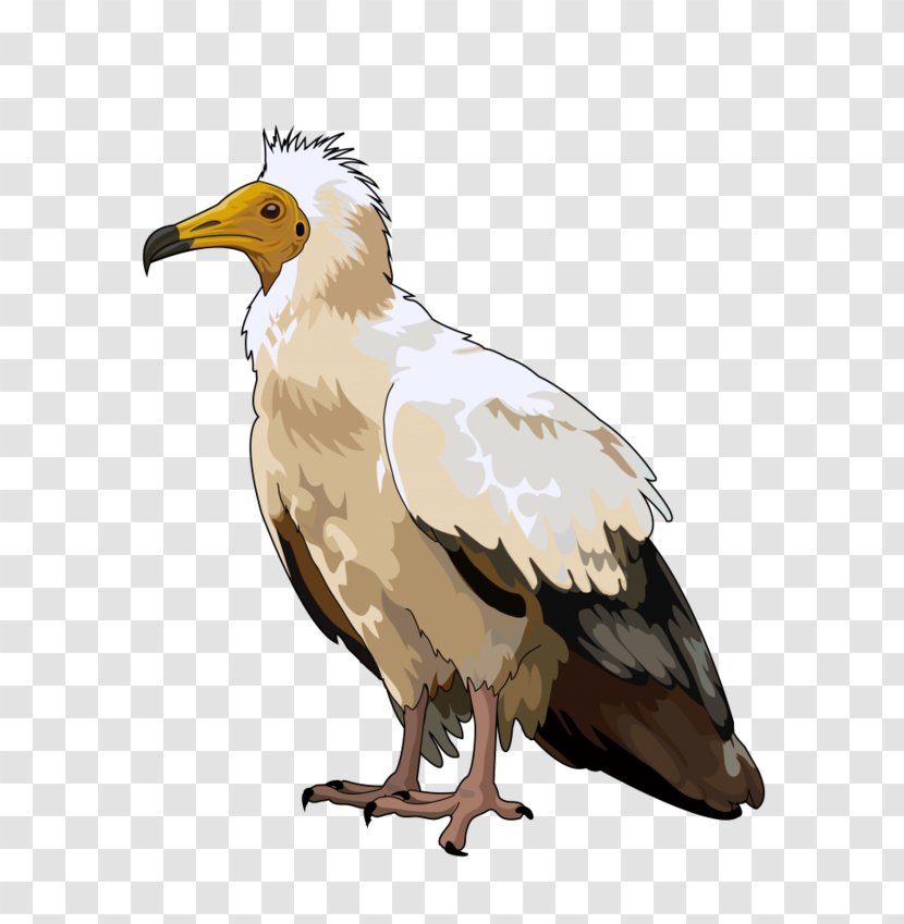 Bald Eagle Egyptian Vulture Bird Domestic Canary Clip Art Transparent PNG