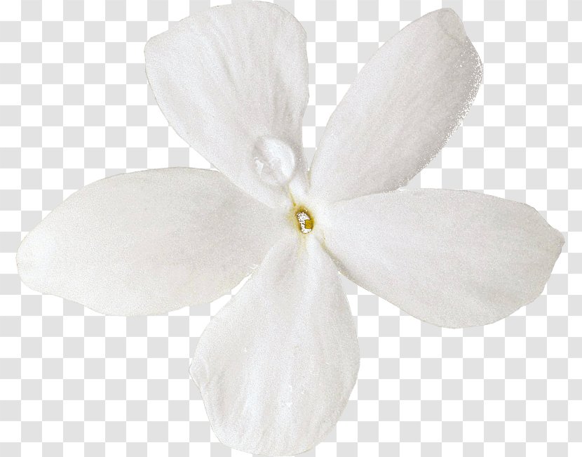 Moth Orchids Cut Flowers Petal - Plant Transparent PNG