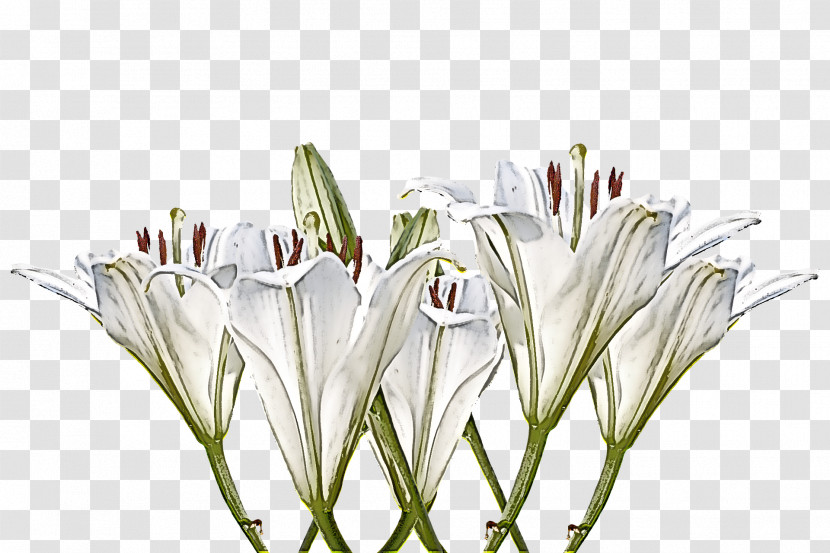 White Flower Plant Grass Crinum Transparent PNG