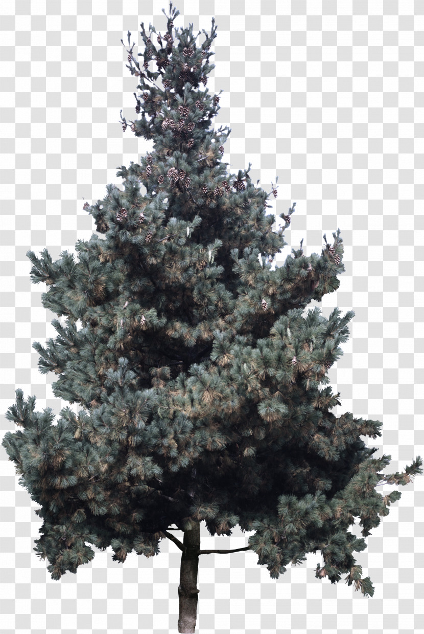 Christmas Tree Transparent PNG