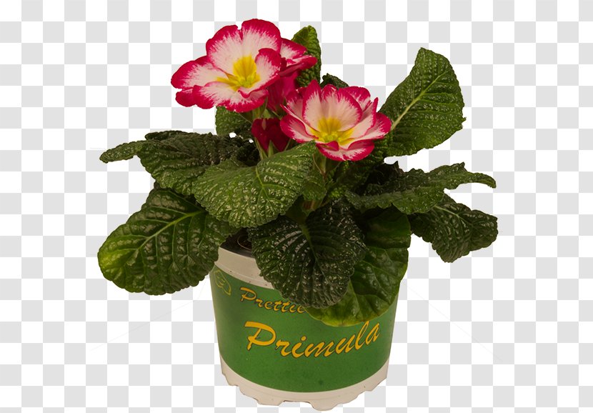 Primrose Flowerpot Cut Flowers Magenta Potplantenkwekerij Nico Van Os - Red Pot Transparent PNG