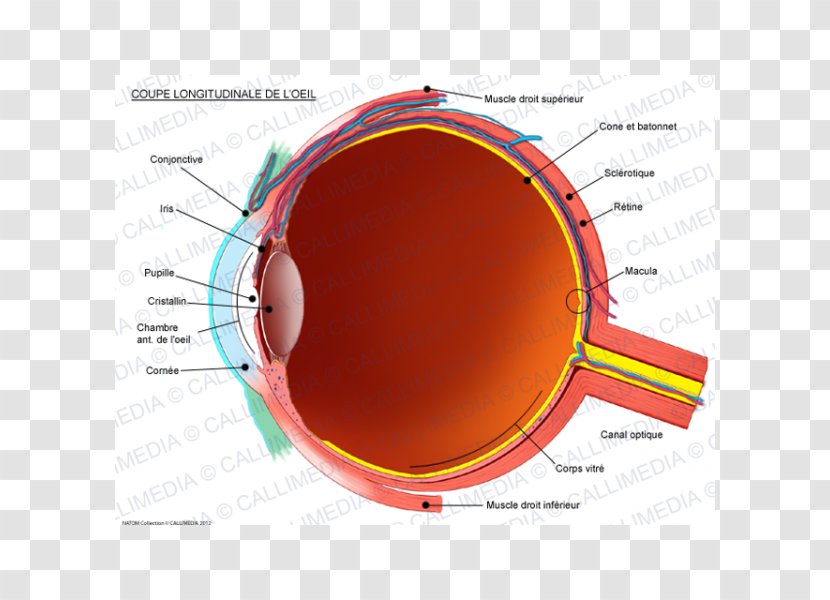Human Eye Conjunctiva Anatomy Sagittal Plane - Heart Transparent PNG