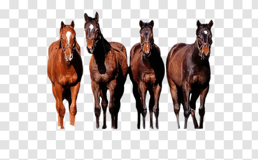 Thoroughbred Horses Arabian Horse Gallop Appaloosa - Animal Transparent PNG