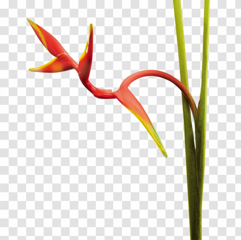 Petal Beefsteak Flower Leaf Lobster-claws - Grass Family - Heliconia Transparent PNG