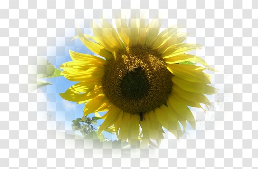 Sunflower M June 0 Partilhar Peace - Yellow - Amour Transparent PNG