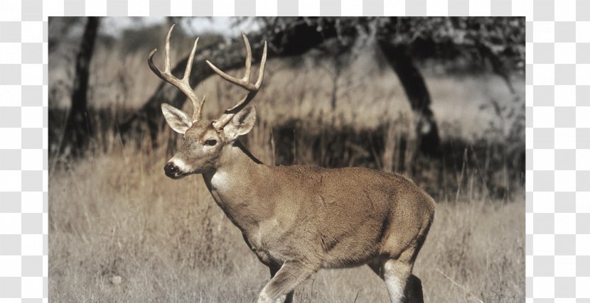 White-tailed Deer Hunting Game Transparent PNG