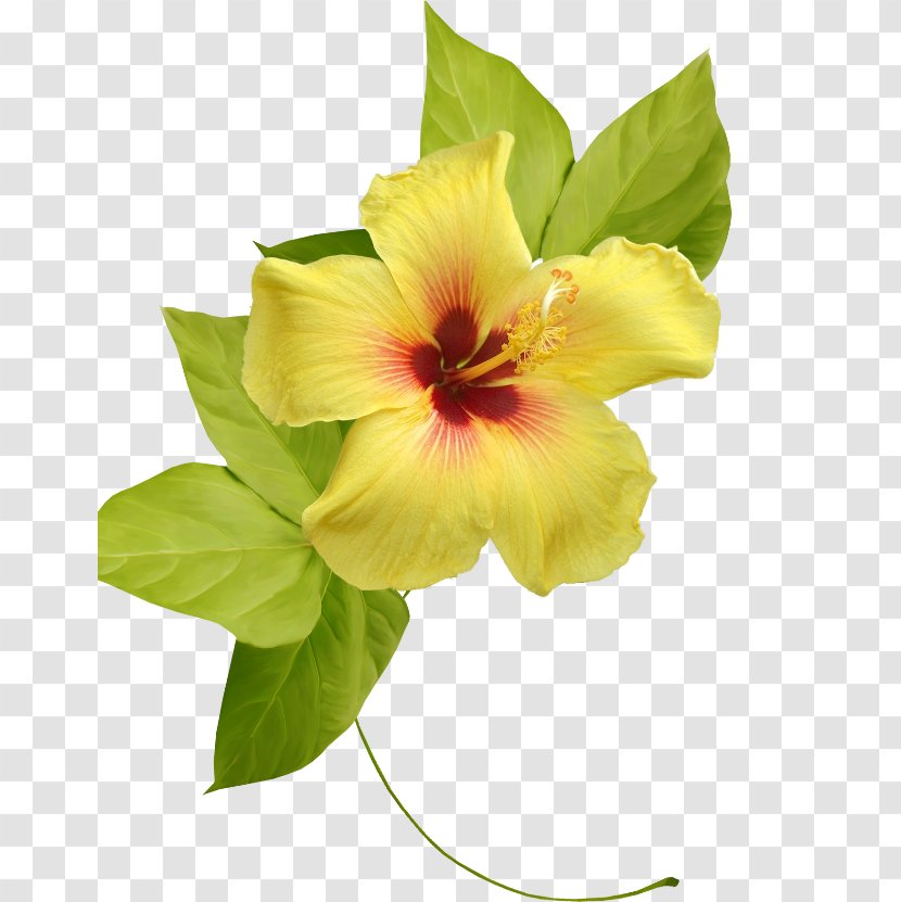 Hibiscus Flower Yellow Clip Art - Seed Plant Transparent PNG