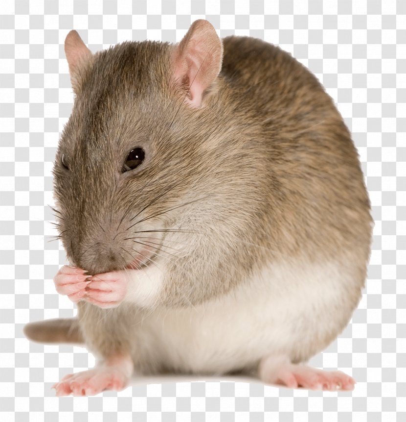 Mouse Brown Rat Pro Co Sound RAT2 Stock Photography - Muroidea - Rats Pests Transparent PNG