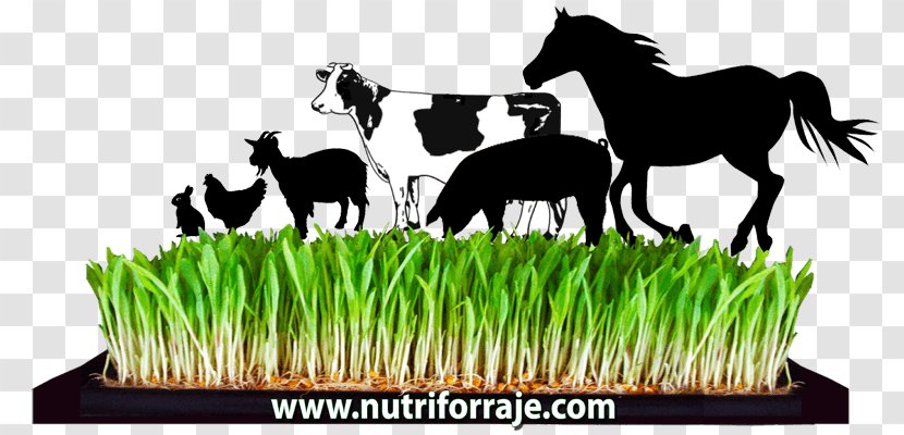 Beef Cattle Fodder Hydroponics Agriculture Dairy - Livestock - Imagenes De Pasto Maiz Transparent PNG