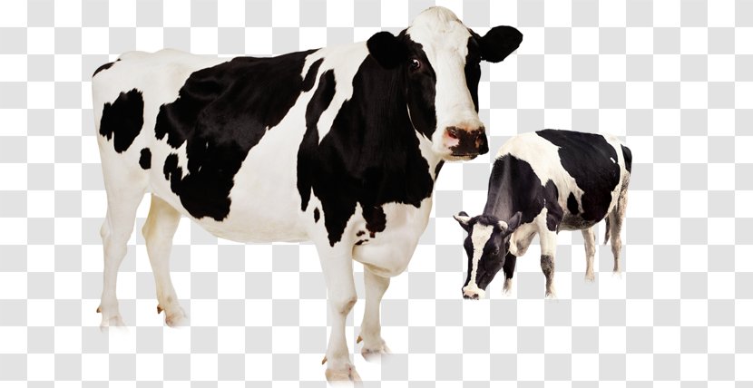 Holstein Friesian Cattle Highland Murrah Buffalo Beef Livestock - Goat - Cute Cow Transparent PNG