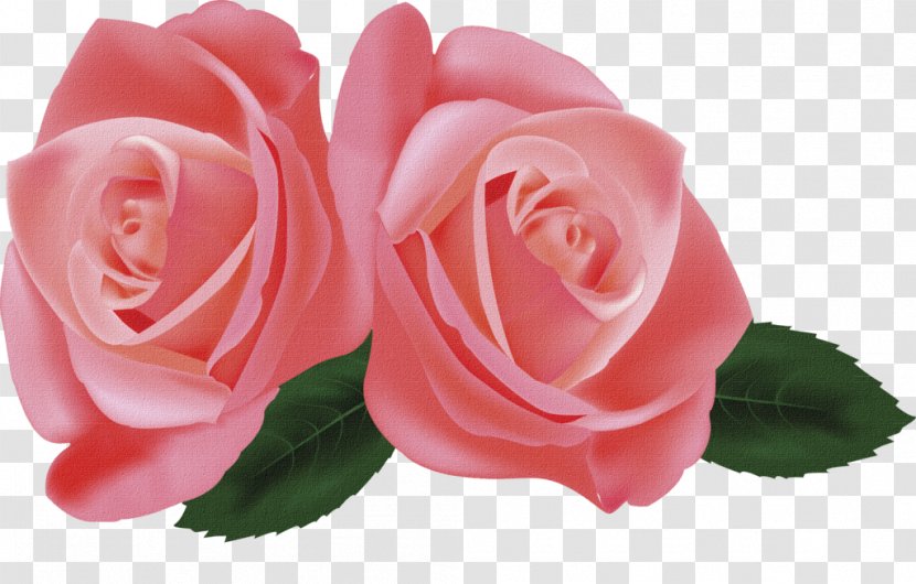 Hybrid Tea Rose Garden Roses Flower Clip Art - Centifolia Transparent PNG