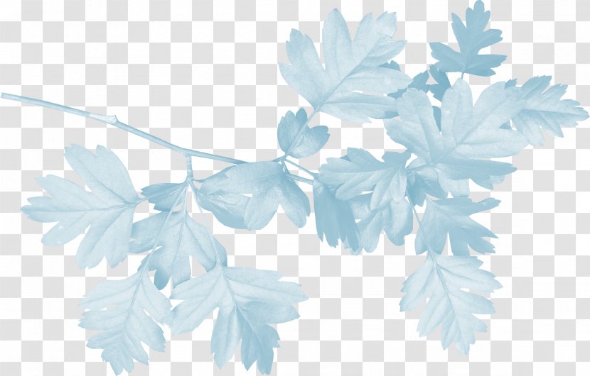 Leeloo - Shrub - Blue Grass Transparent PNG