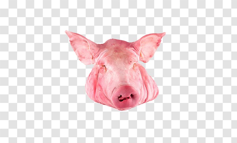 Domestic Pig Pig's Ear Porchetta Pork - Food Transparent PNG