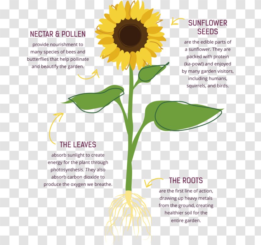 Common Sunflower Seed Cut Flowers - Plants - Garden Transparent PNG