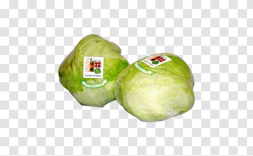 Cruciferous Vegetables Leaf Vegetable Lettuce Oak - Endive - Head Transparent PNG