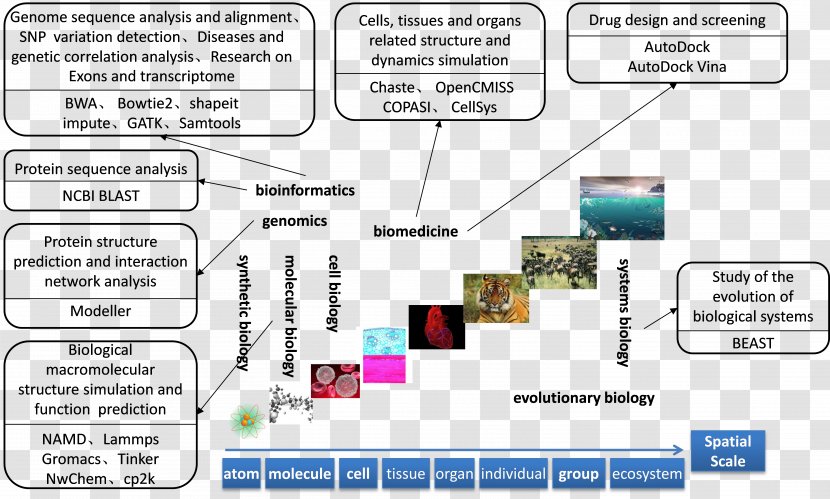 Personalized Medicine Diagram Computational Biology Data Structure - Biological Advertisement Transparent PNG