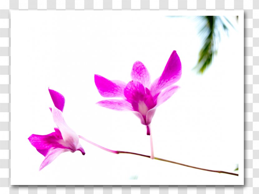Flowering Plant Close-up Pink M Herbaceous - Magenta Transparent PNG