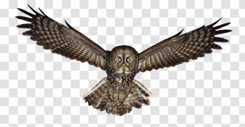 Eurasian Eagle-owl Bird Clip Art - Eagle - Imagesowlshd Transparent PNG