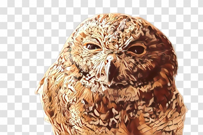 Owl Bird Of Prey Eastern Screech Wildlife - Cartoon - Beak Transparent PNG