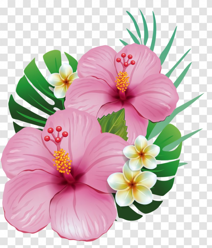 Hawaii Shoeblackplant Common Hibiscus Flower Clip Art - Flowering Plant - Tropical Transparent PNG