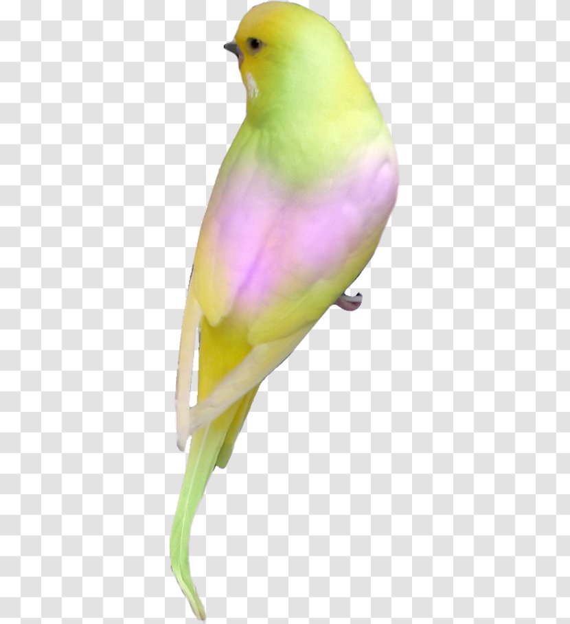 Lovebird Parrot Parakeet Clip Art - Hummingbird - Bird Transparent PNG