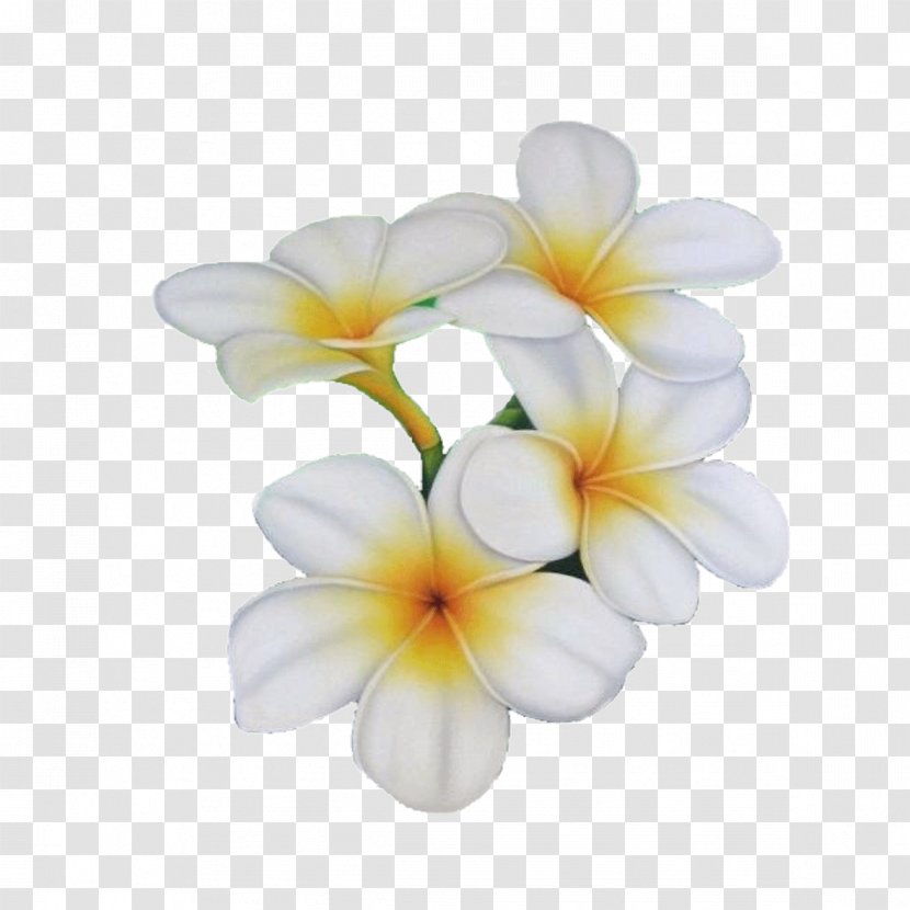 Flower Frangipani Clip Art - Flowering Plant - Plumeria Transparent PNG