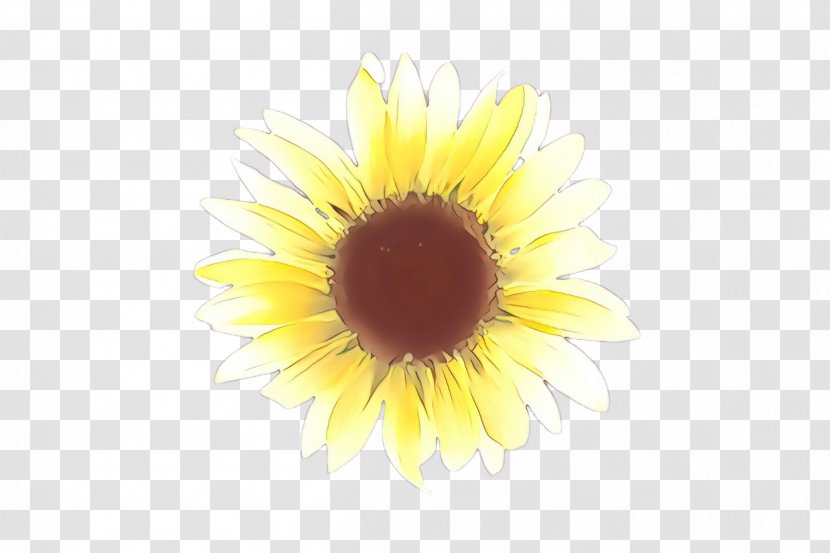 Sunflower - Petal - Closeup Seed Transparent PNG