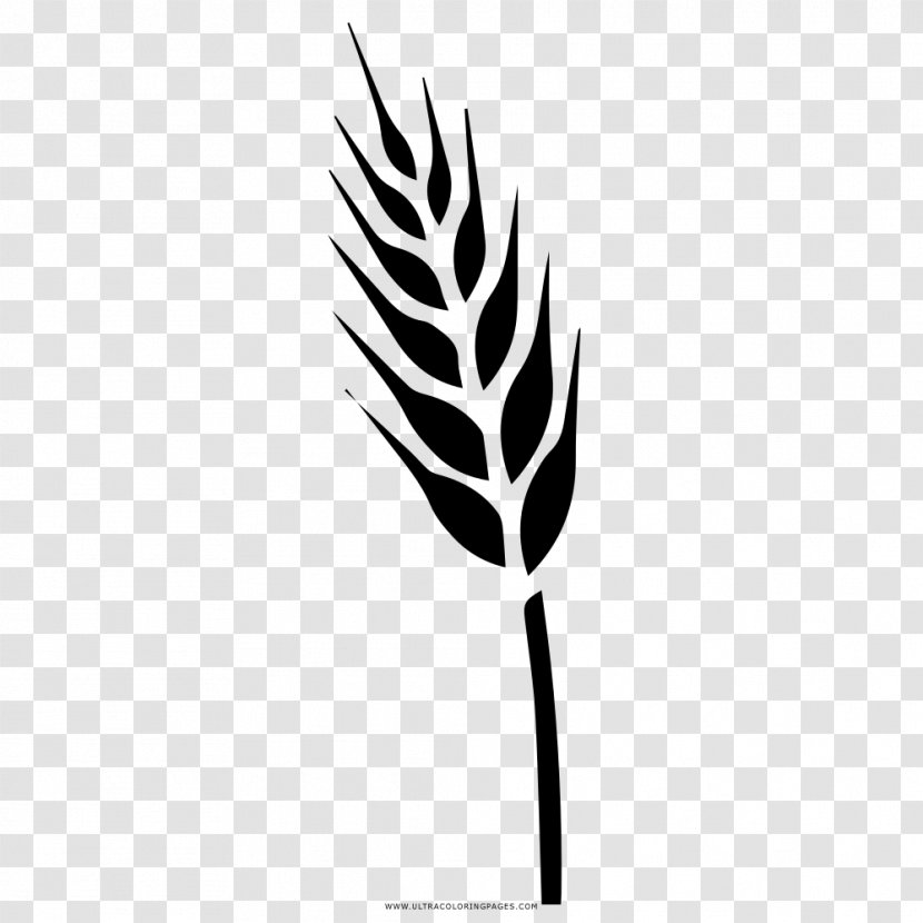 Drawing Triticale Food Grain Coloring Book Cereal - Wheat Grains Transparent PNG