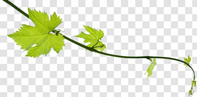 Cabernet Franc Wine Grape Leaves Vine - Tree Transparent PNG