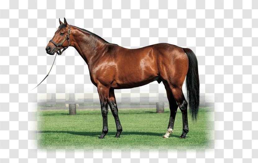 Shadai Stallion Station Horse Mare Stable - Supplies Transparent PNG