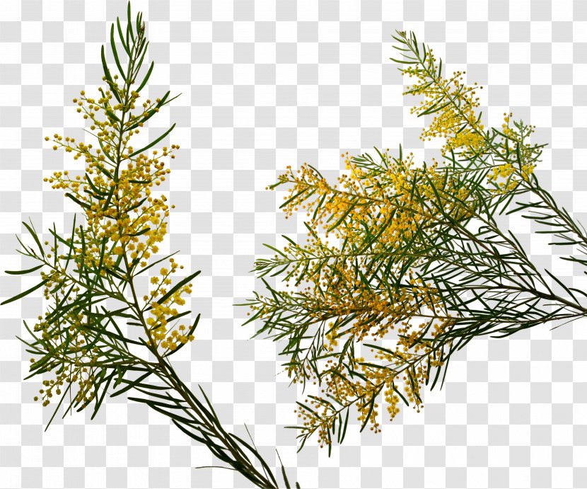 Mimosa - Pine Family - Drawing Transparent PNG