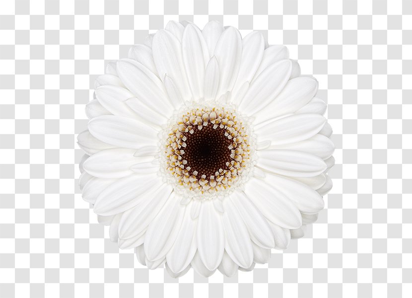 Flowers Background - Petal - Artificial Flower Pollen Transparent PNG