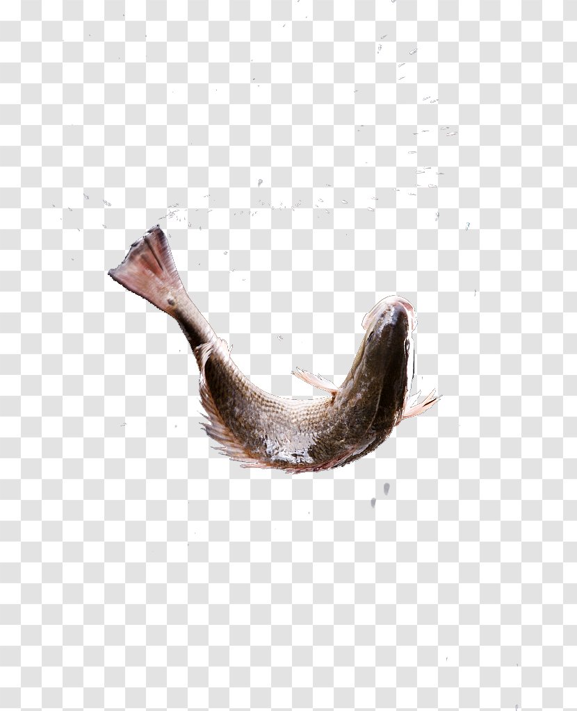 Stock Photography Clam Fish - Darkness - Leap Transparent PNG
