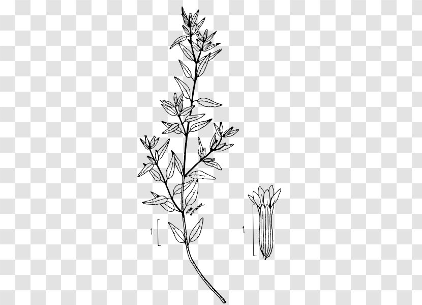 Cuphea Viscosissima Hyssopifolia Ignea Botanical Illustration Flora - Black And White - Plant Transparent PNG