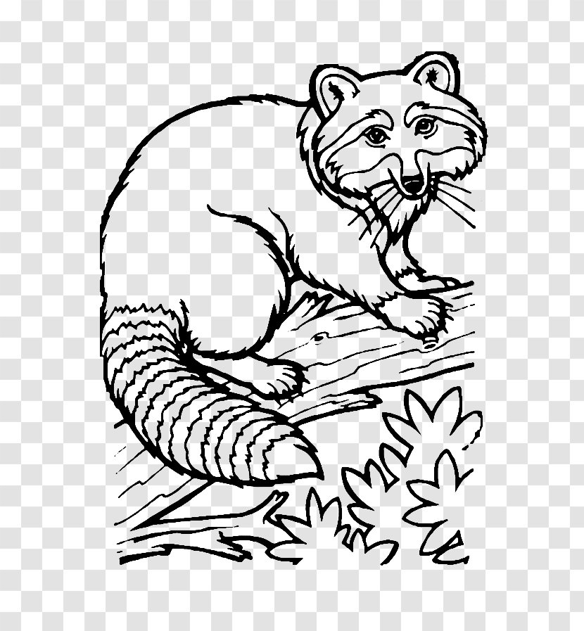 Raccoon Drawing Coloring Book Ausmalbild - Black And White Transparent PNG