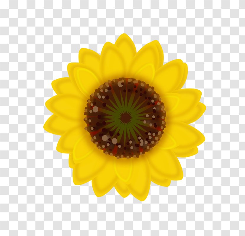 Common Sunflower Seed Sticker Transvaal Daisy - Small Flower Transparent PNG