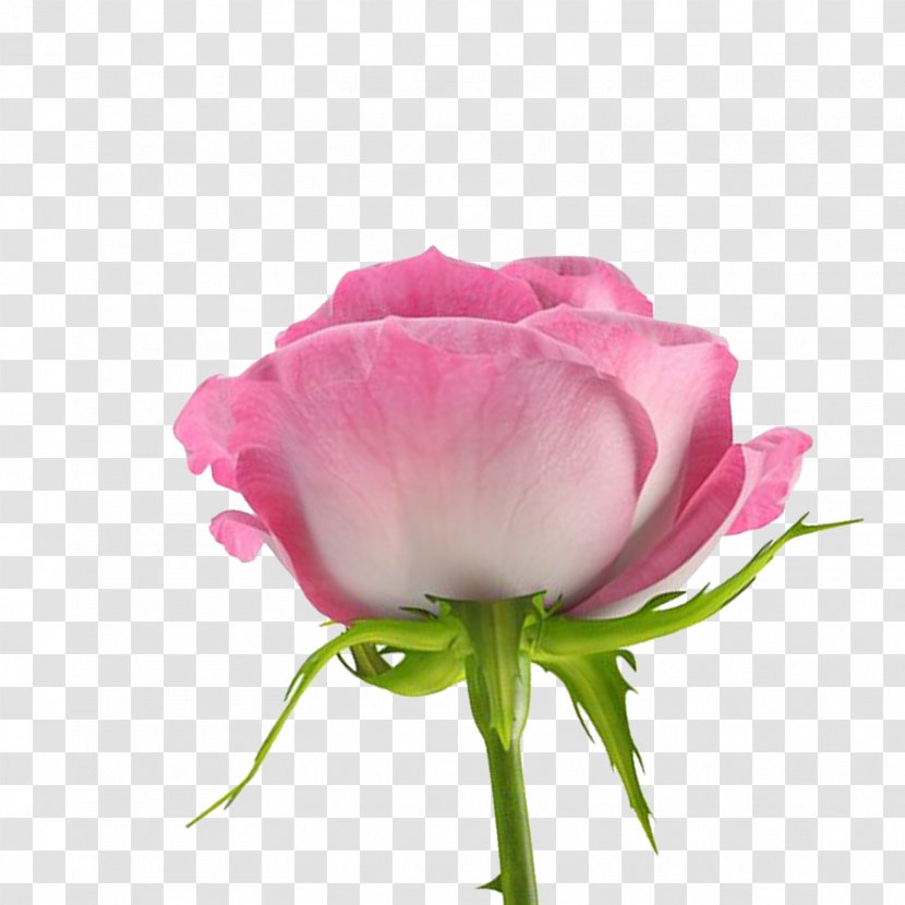 Flower Desktop Wallpaper Centifolia Roses - Magenta - FLORES Transparent PNG