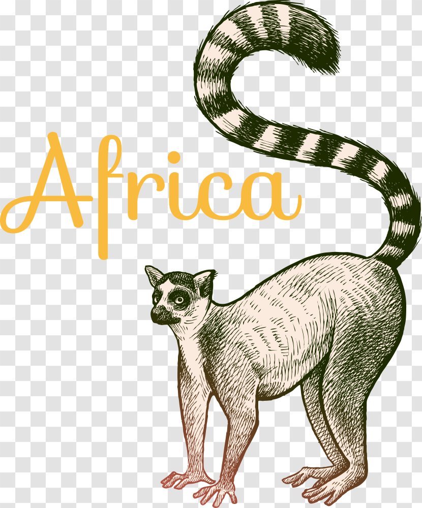 Vector Cartoon Ring-tailed Lemur - Illustration - Cat Like Mammal Transparent PNG