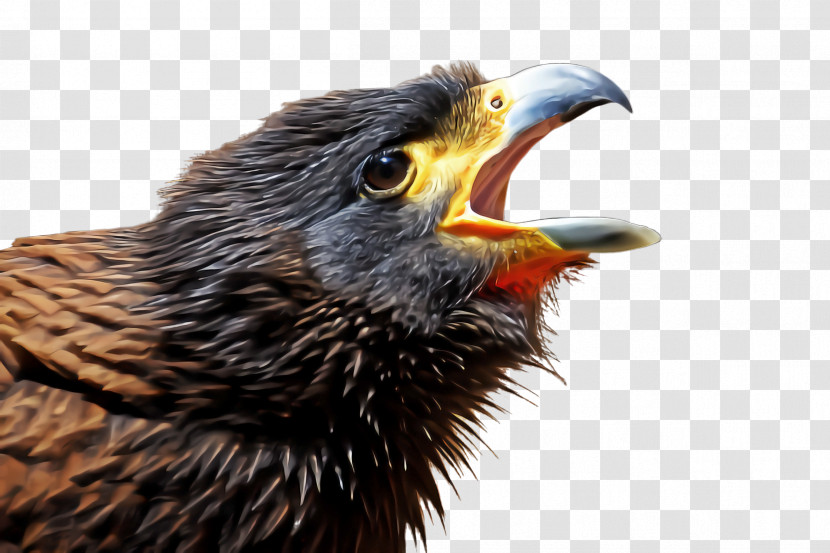 Bird Beak European Starling Cuckoo Eagle Transparent PNG