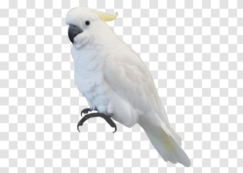 Bird Parrot Clip Art - Parakeet Transparent PNG
