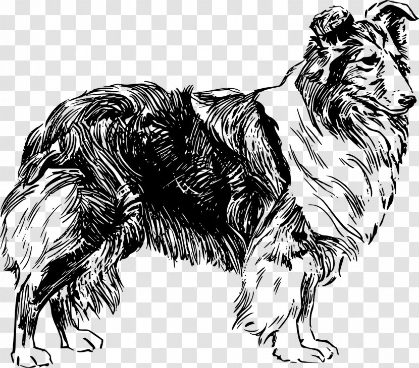 Shetland Sheepdog Old English Catalan Clip Art - Rough Collie - Pet Transparent PNG