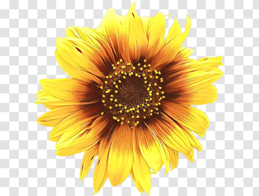 Clip Art Illustration Royalty-free Common Sunflower - Pollen - Barberton Daisy Transparent PNG