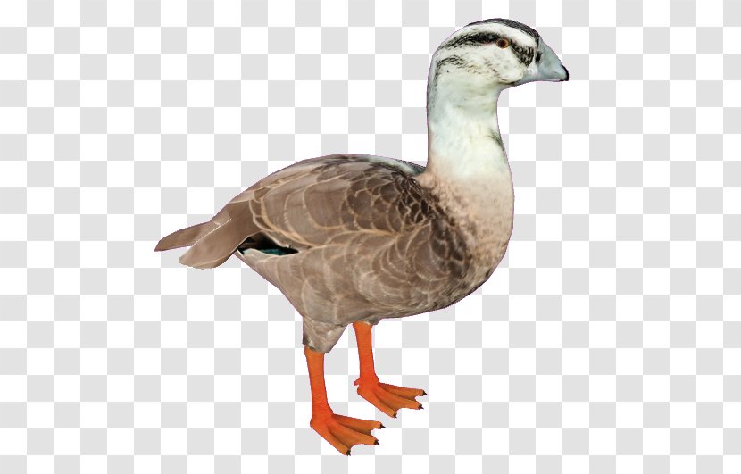 Mallard Goose Duck Bird Anseriformes Transparent PNG